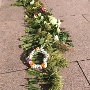 Zemgales kviešu vārpas pie Brīvības pieminekļa  -  Lai Latvija bagāta